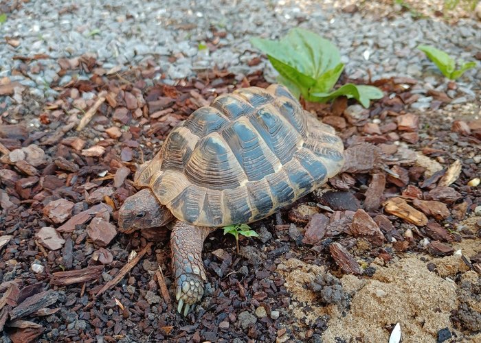 Schildkröte