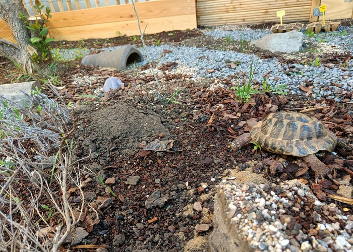 Schildkröte
