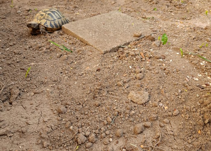 Schildkröte