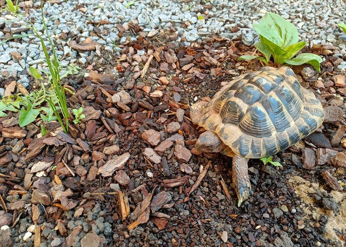 Schildkröte
